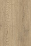 Dub torro
